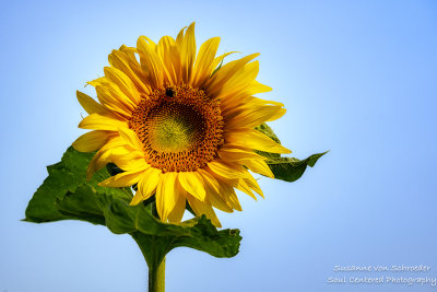 Single sunflower