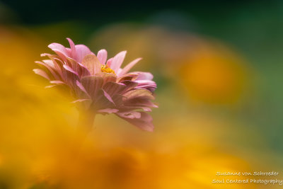 Pink Zinnia in a cloud of yellow Rudbeckias
