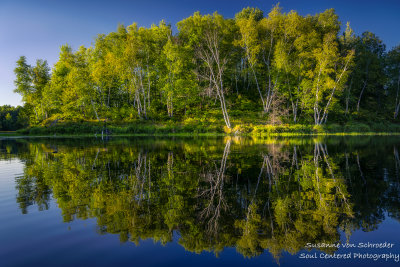 Tree reflections
