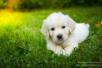A new puppy joined my family