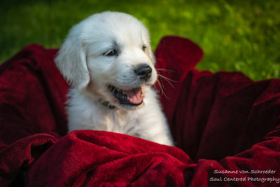 A new puppy joined my family - in red basket