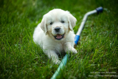A new puppy joined my family, with garden hose