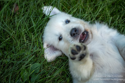 A new puppy joined my family - Hi