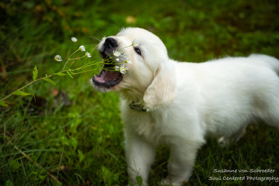 A new puppy joined my family - picking a flower