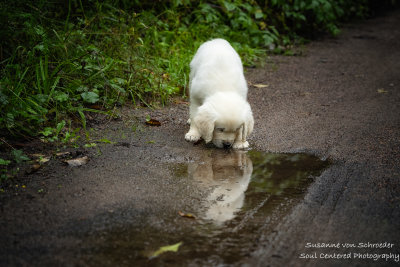 A new puppy joined my family - checking out a puddle