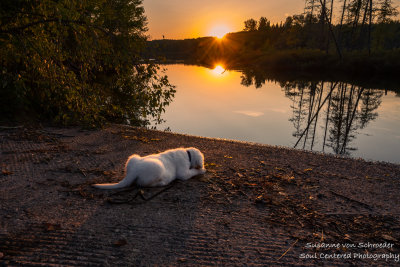 Shanti watching the sunset