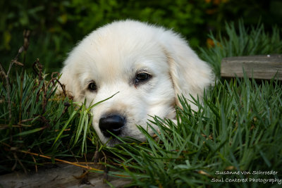 Shanti resting