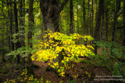 Fall colors are starting