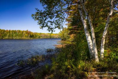 A clump of birch trees, Black Lake