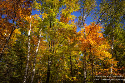 Brilliant fall colors, northern Wisconsin 1
