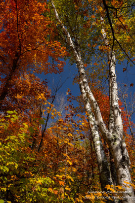 Autumn scene, northern Minnesota