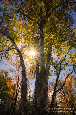 Birch tree with sun star