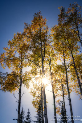 Golden Aspen trees