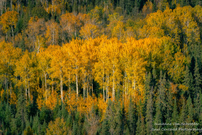 Golden Aspen trees
