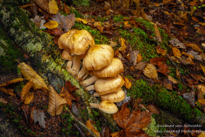 A group of mushrooms