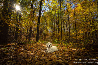 Shanti in autumn forest