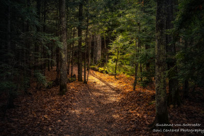 A walk through a Hemlock forest