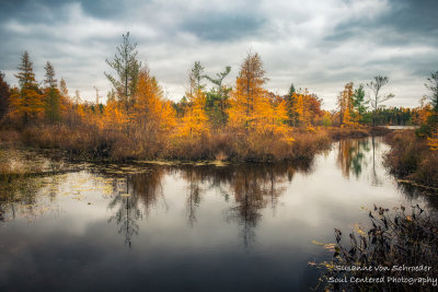 Golden Tamaracks reflecting in a lake