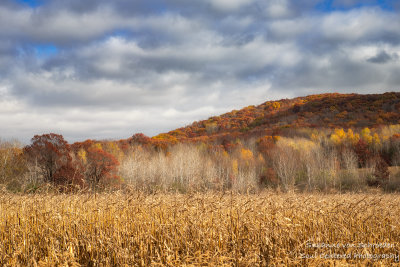 Late autumn scene, Dunn County, WI 1