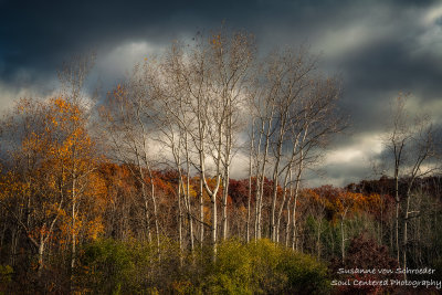 Aspen trees, late autumn