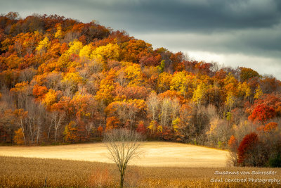 Late autumn scene, Dunn County, WI 3
