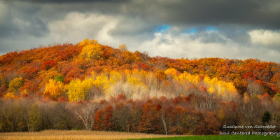 Late autumn scene, Dunn County, WI 4