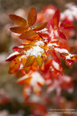 A dusting of snow on Rose leaves