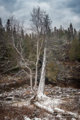 Trees at the Temperance river