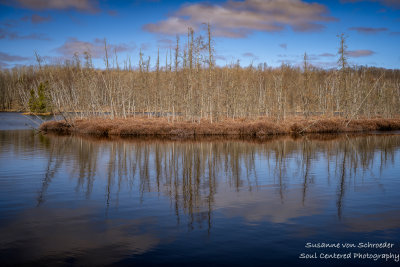 Floating Bog and reflections