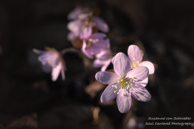 Pink Hepaticas