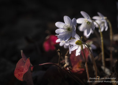 Hepaticas are blooming
