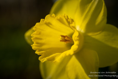 Daffodil, close-up