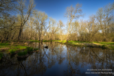 Spring scene with reflections at the Chippewa River