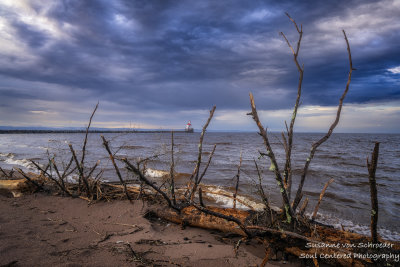 Lots of driftwood washed ashore