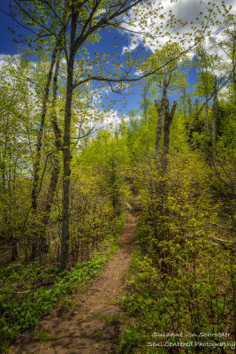 Path through a spring forest