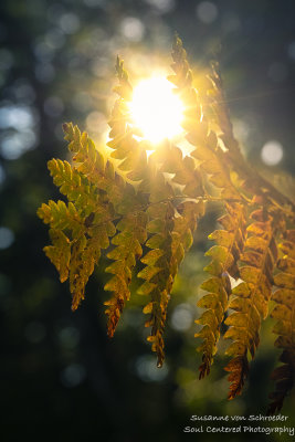 Autumn fern with sun light