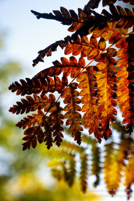 Autumn fern