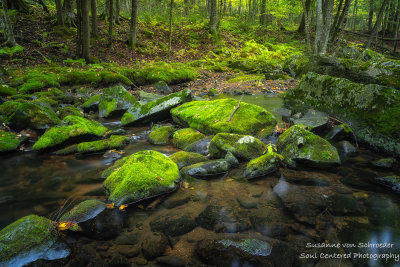 Creek and mossy rocks 1