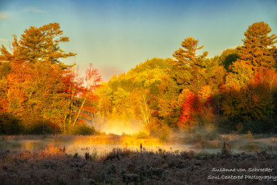 Autumn scene with fog in morning light 1