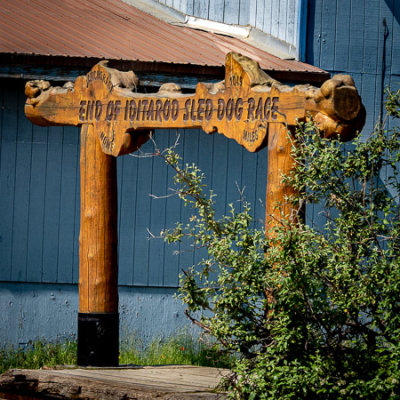 The End of the Iditarod Trail Dog Sled Race