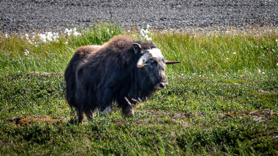 Musk Ox