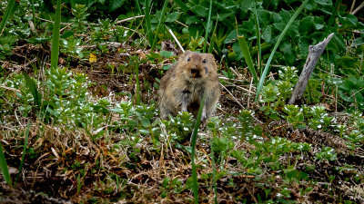 A Singing Vole