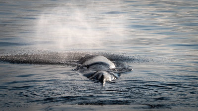 Sperm Whale