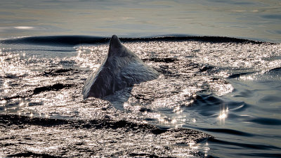 Sperm Whale