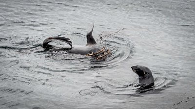 A Sea Lion Wrapped in Seaweed