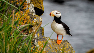 Arctic Puffin