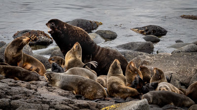 Northern Fur Seal Colony
