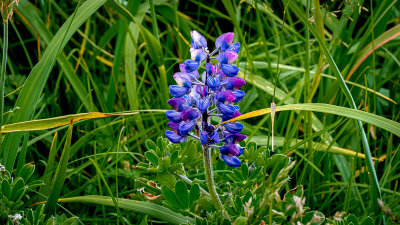 Lupine