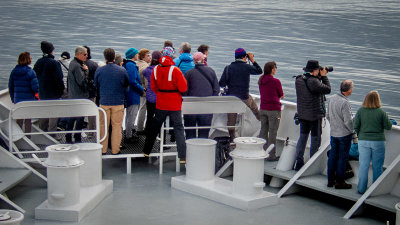 Whale Watch