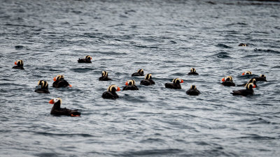 Tufted Puffins are Everywhere